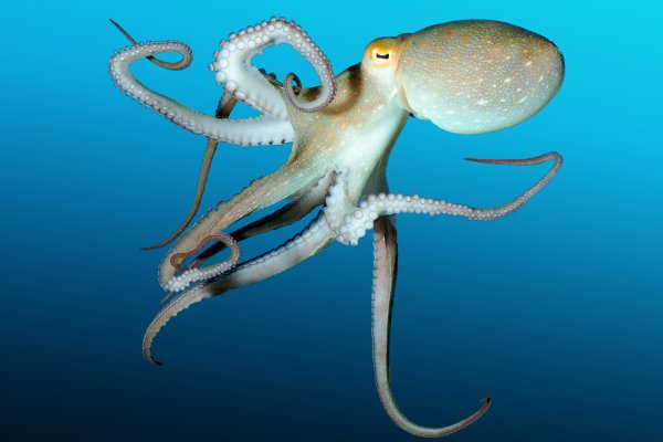 Kraken ссылка kraken link24 info
